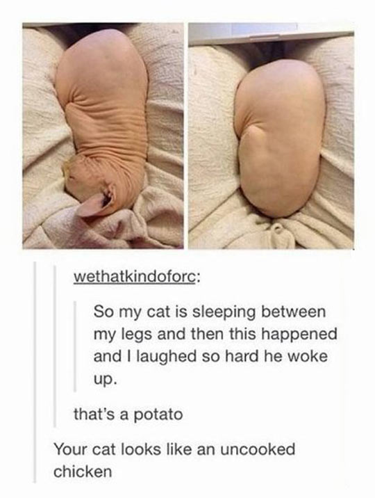 funny-cat-sleeping-between-legs-potato