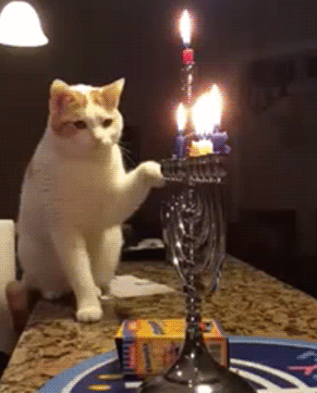 funny-gif-cat-candle-falling-counter-top