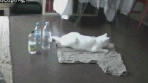 funny-gif-cat-moving-tail-scared