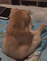 funny-gif-cat-watching-TV