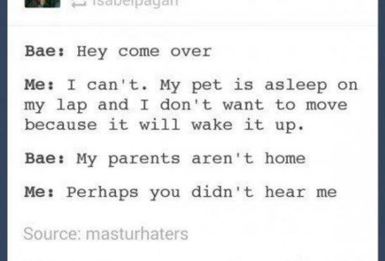 funny-pet-sleep-parents-home
