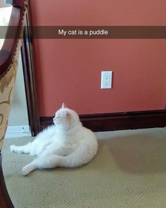 funny-puddle-cat