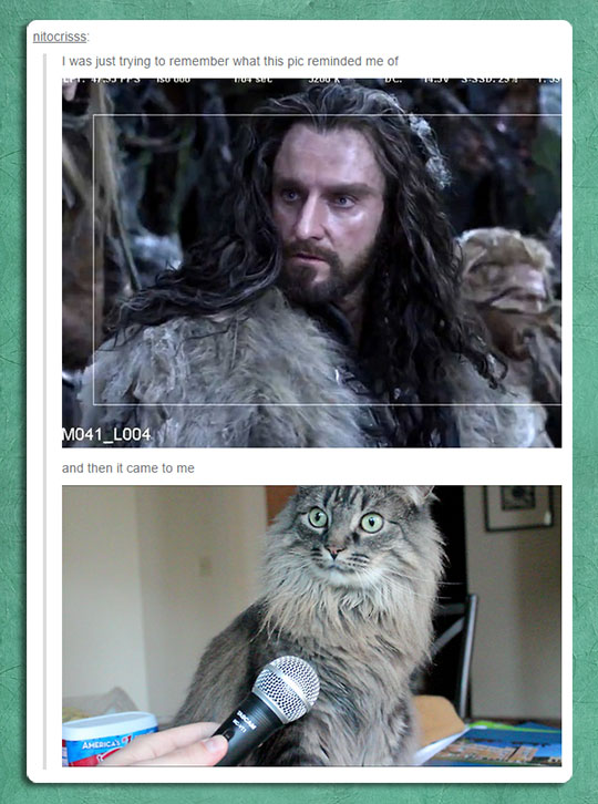funny-surprised-cat-Hobbit-lookalike