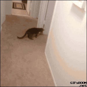gif-cats-lol-scary
