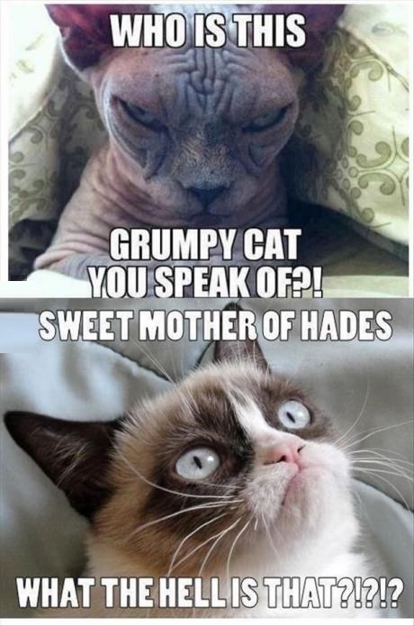 grumpy-cat-sphynx-cat-evil
