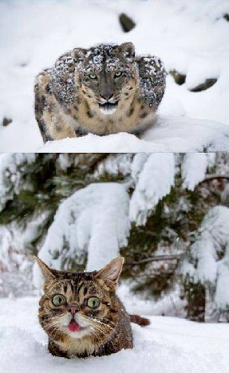 leopard-cat-snow-resemblance