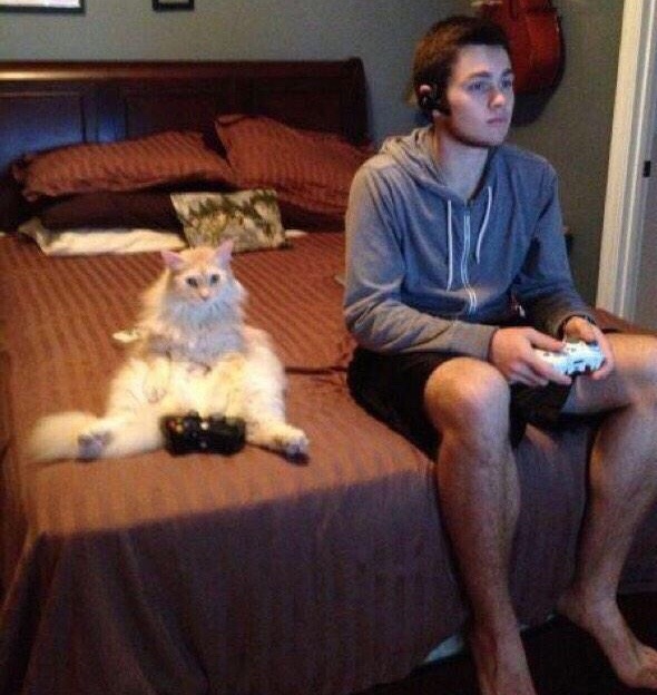 pet-goals-cat-gaming