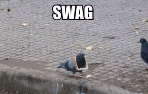 pigeon-swag-street