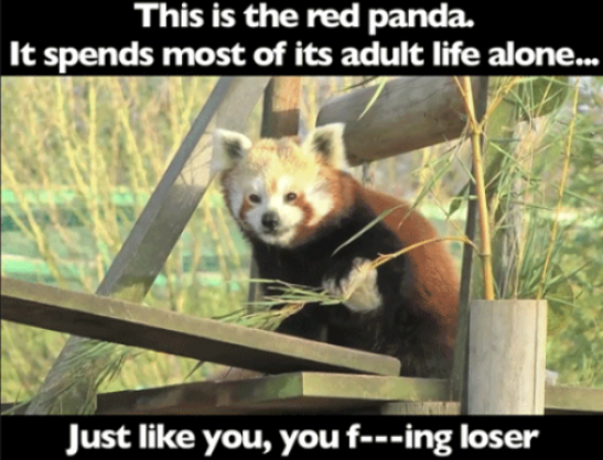 red-panda-forever-alone-jokes