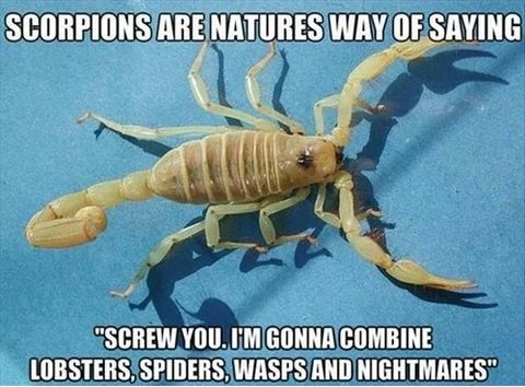 scorpions-spiders-nature-nightmares