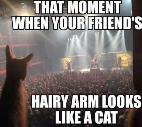 arm-friend-hairy-cat