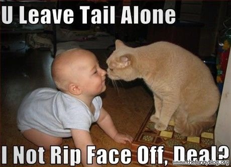 baby-cat-deal