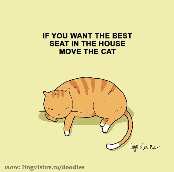 best-seat-move-cat