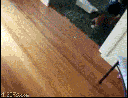 bowling-with-cats-gif