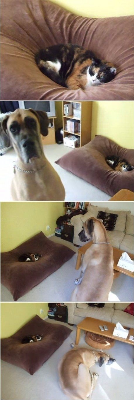 cat-dog-bed-give-up