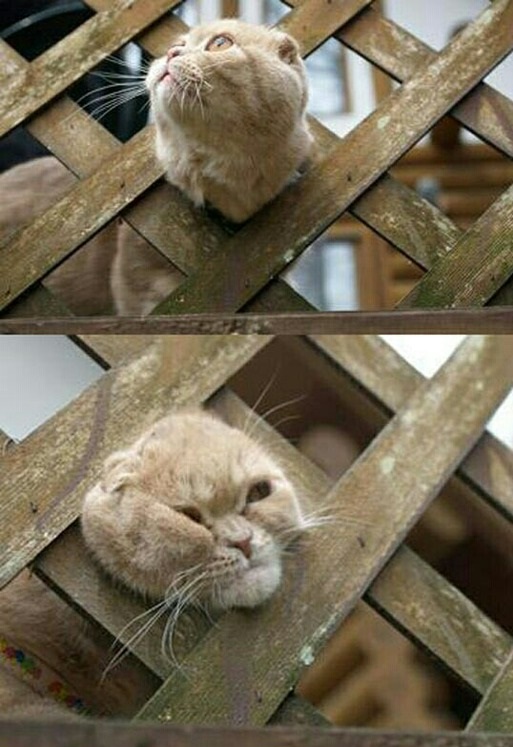 cat-fence-fat-mistake