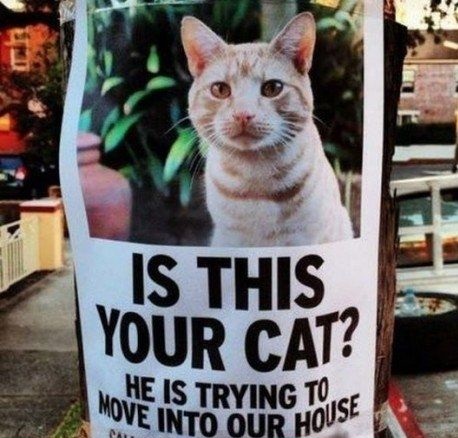cat-move-house-sign
