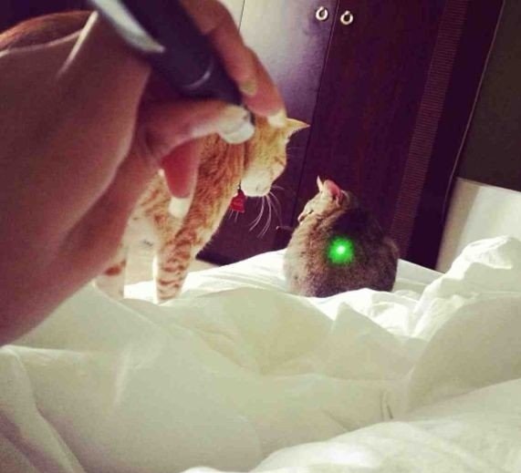 cats-laser-perfect-crime