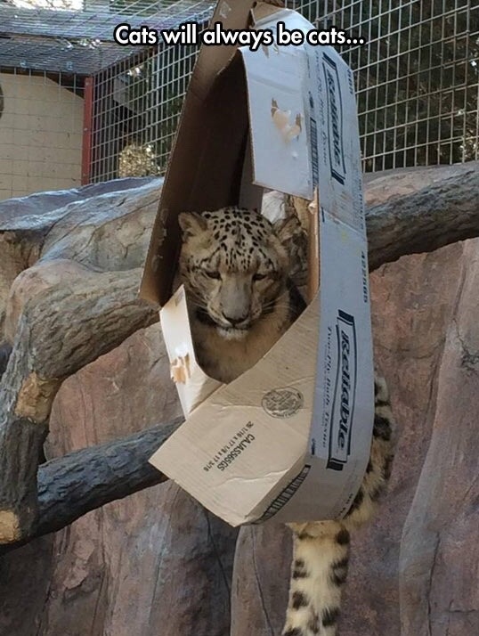 cheetah-cat-box-big