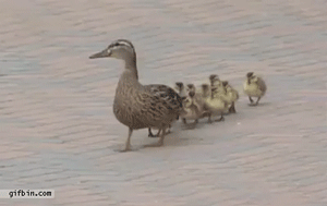 cool-gif-duck-walking-wind-chicks