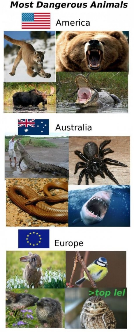 dangerous-animals-usa-europe