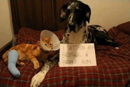 dog-cat-brother-shaming
