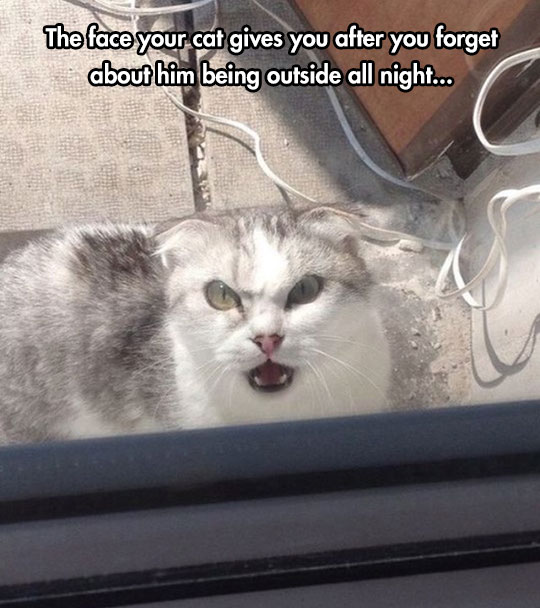 funny-angry-cat-eyes-outside