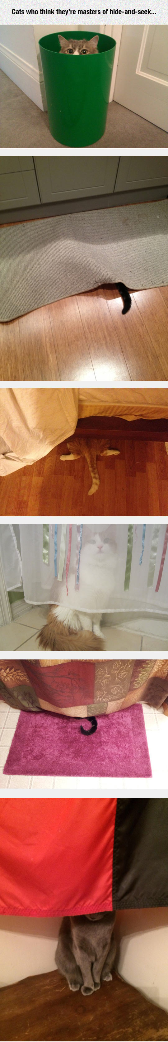 funny-cat-hidden-basket-carpet-curtains