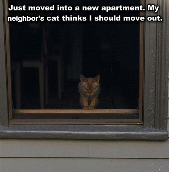 funny-cat-mad-neighbor-angry-eyes
