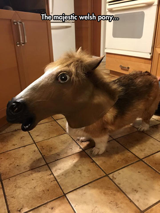 funny-dog-corgi-horse-mask