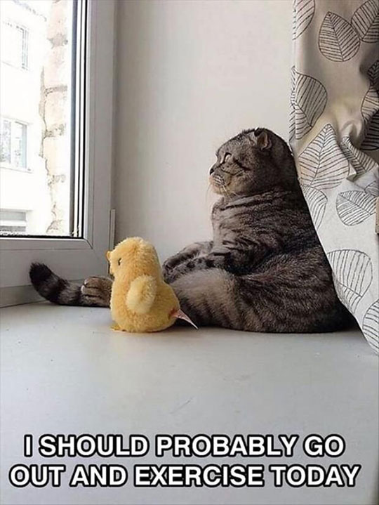 funny-fat-cat-thinking-window
