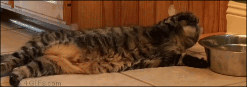 funny-gif-cat-drinking-water-lazy