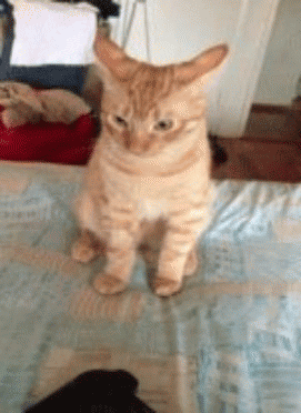 funny-gif-cat-looking-up-neck