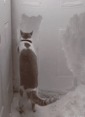 funny-gif-cat-scratching-snow-door