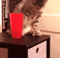 funny-gif-cat-throwing-glass-floor