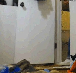 funny-gif-kitty-hanging-pants-jeans