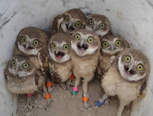 funny-owls-faces-expression-surprise1.jpg