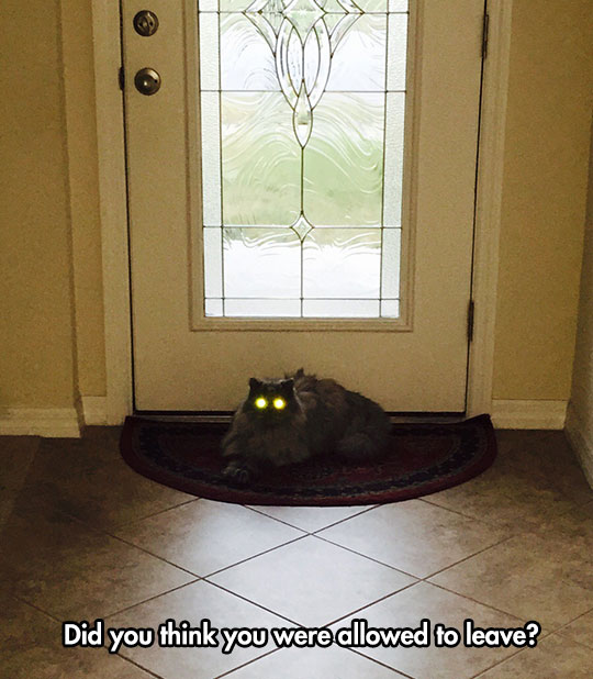funny-scary-cat-door-eyes