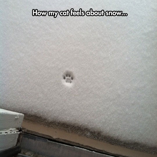 funny-snow-cat-paw-print