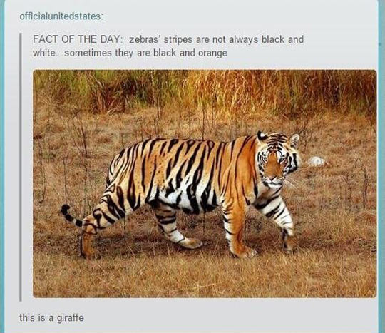 funny-tiger-stripes-giraffe-colors