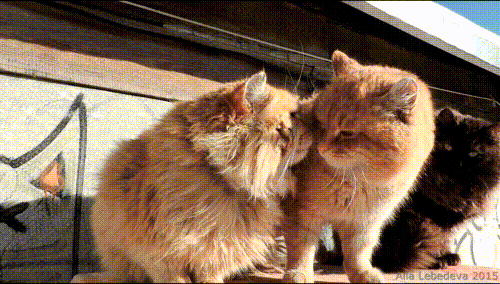 gif-cat-bully