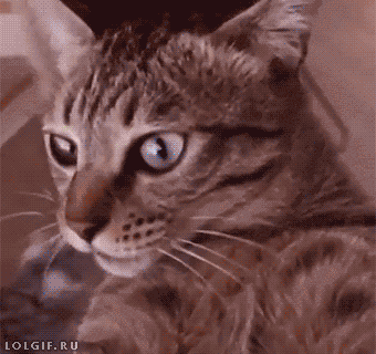 gif-cats-eyes
