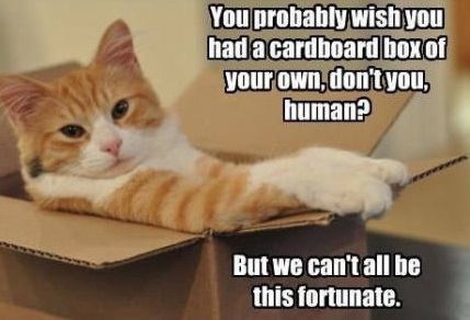 cat-box-fortune