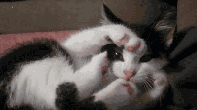 cat-gif-paws-fight