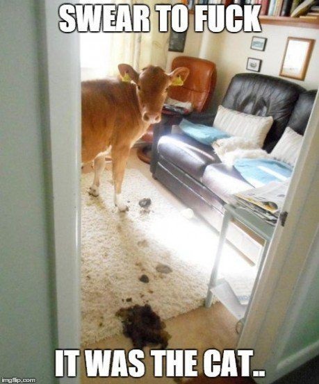 cow-cat-mess-poop