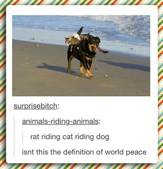 cute-cat-riding-dog-beach