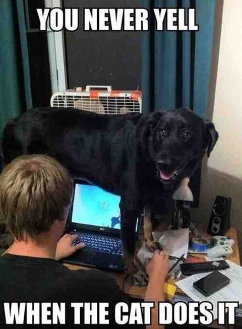 dog-cat-laptop-yell