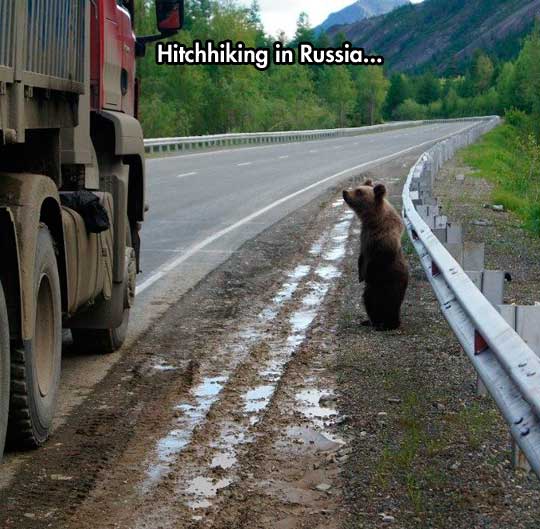 funny-bear-road-truck-hitchhiking