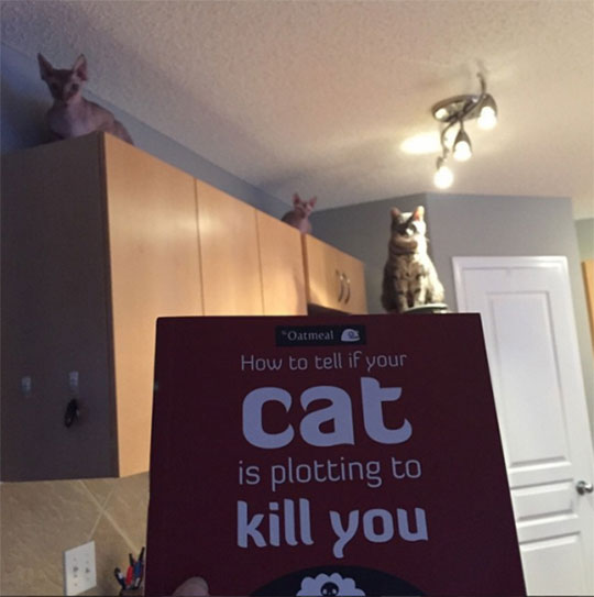 funny-cat-book-plotting-kill