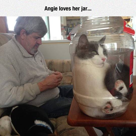 funny-cat-jar-inside-owner-home